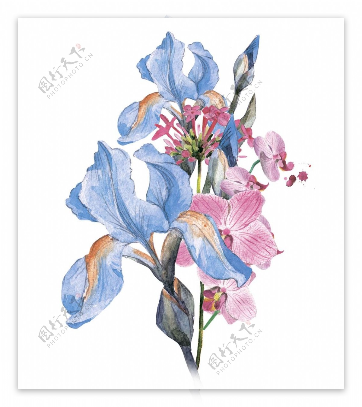 水彩艺术植物花朵插画
