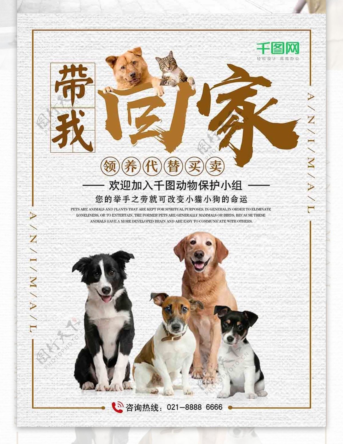 关爱流浪动物宠物领养公益宣传海报
