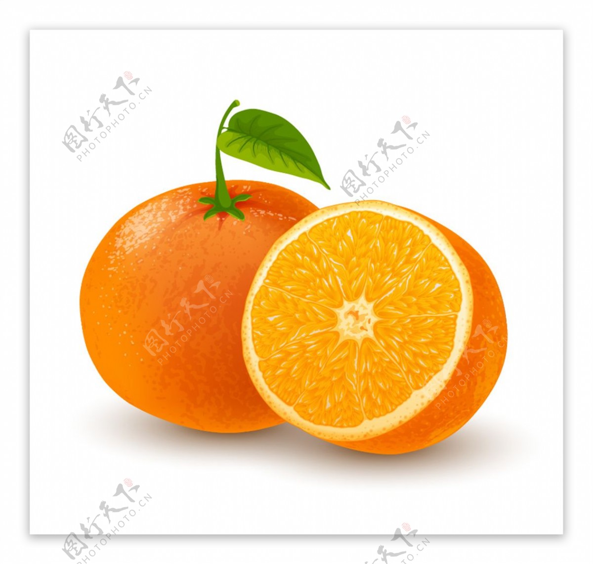 新鲜的橙子矢量素材