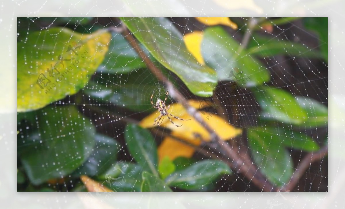 实拍蜘蛛网上悠闲的蜘蛛视频素材