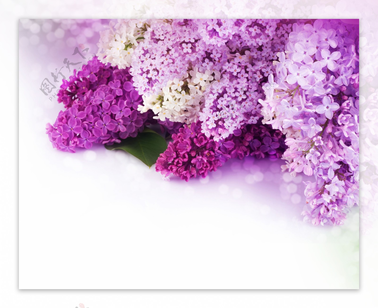 唯美时尚紫色花簇花朵背景墙壁画墙画