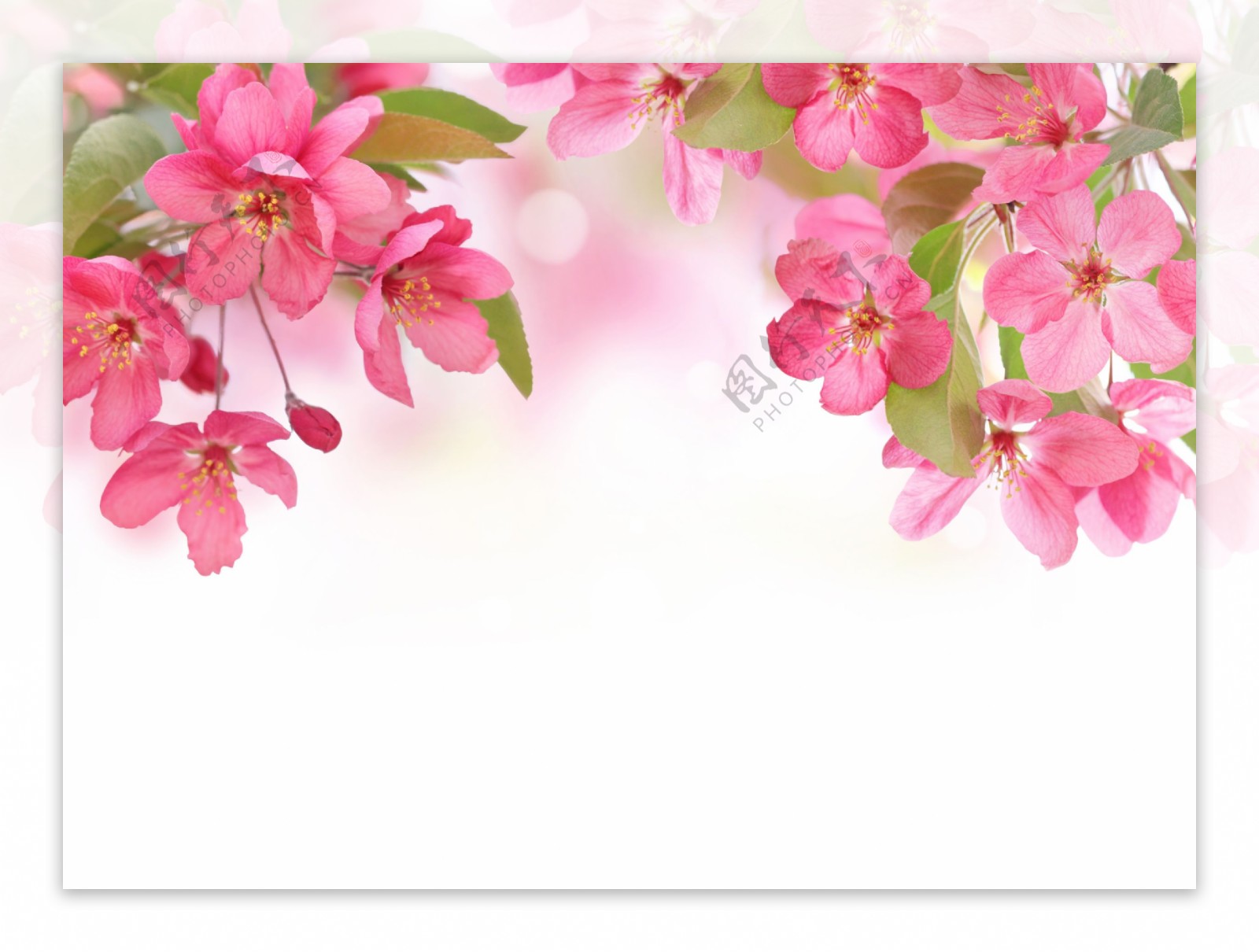 粉色花朵甜美背景素材下载