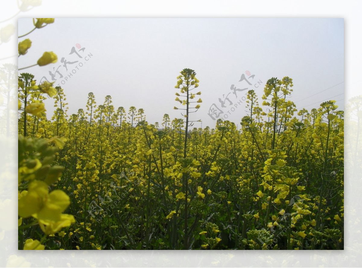 油菜花