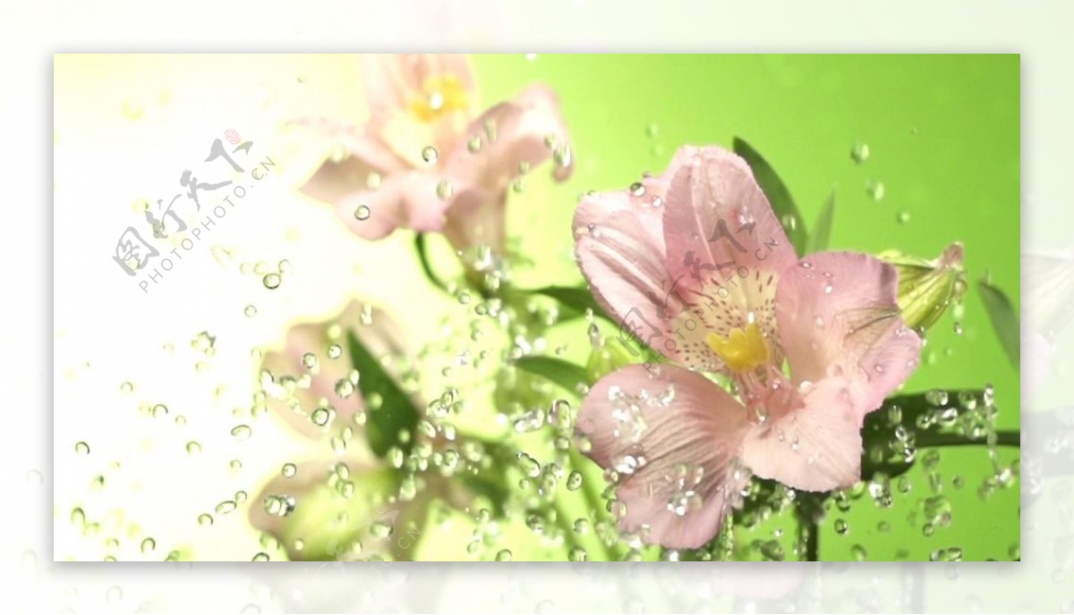高清实拍慢镜头水珠与花朵背景