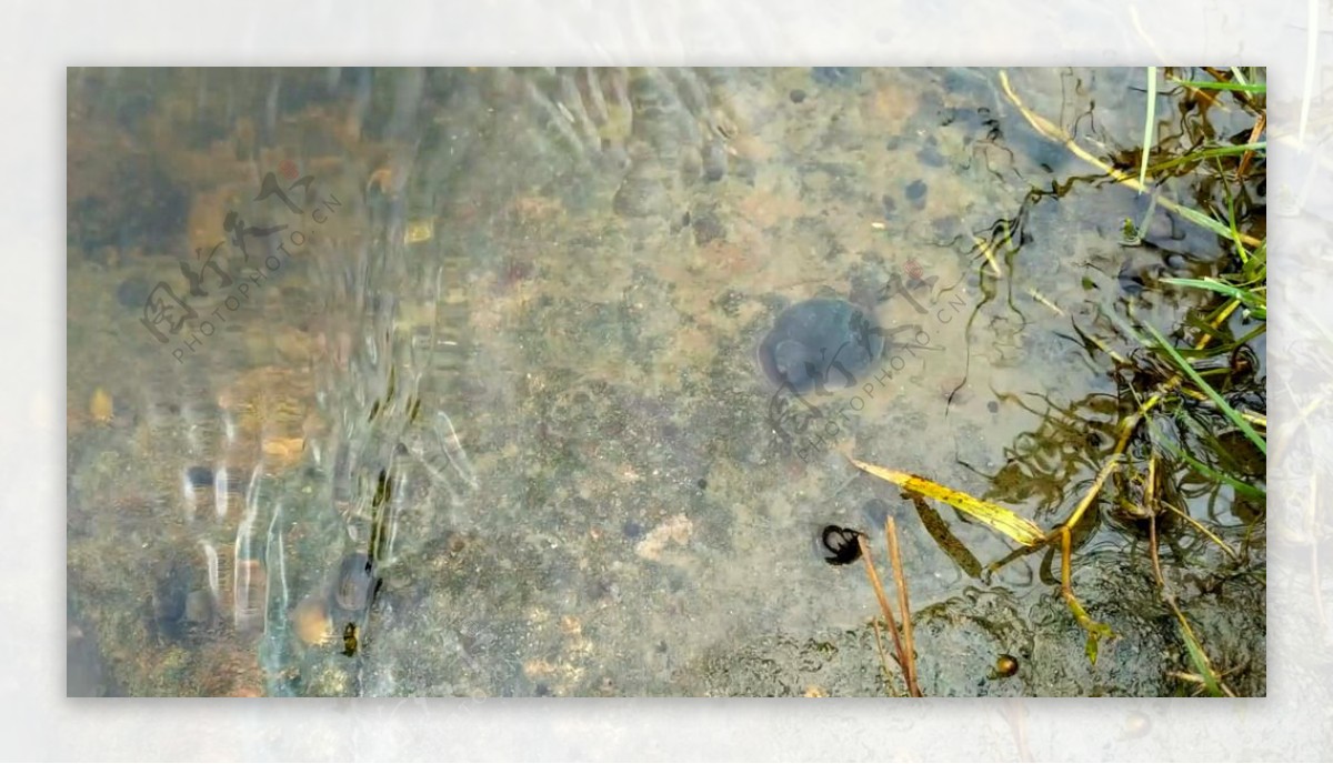 水中的福寿螺延时摄影