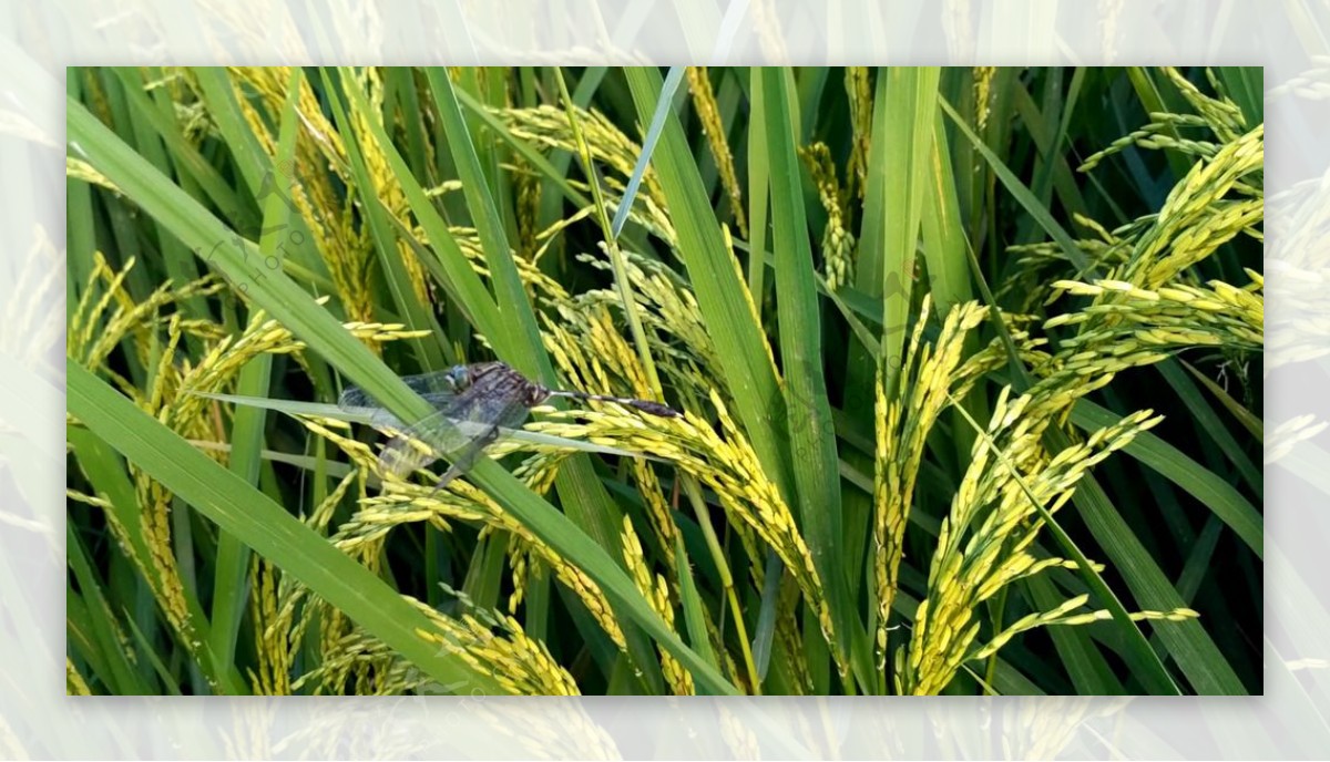 水稻上的蜻蜓视频