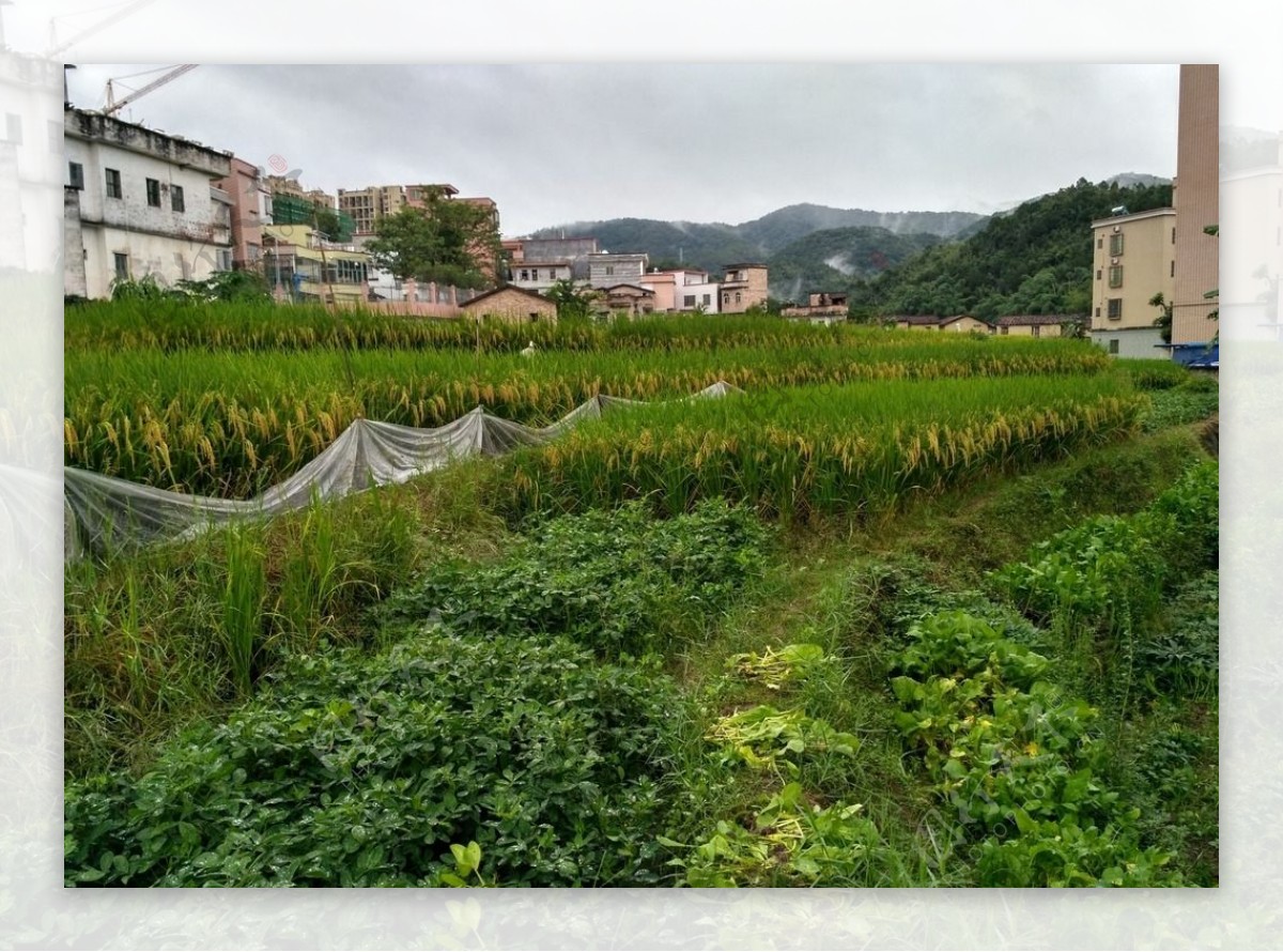 雨天的乡村田野