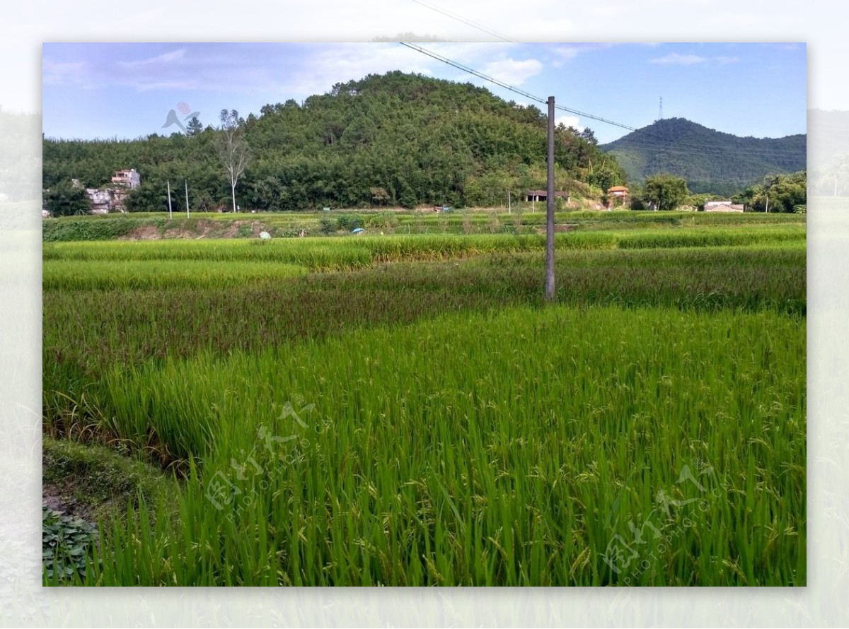 乡村田野