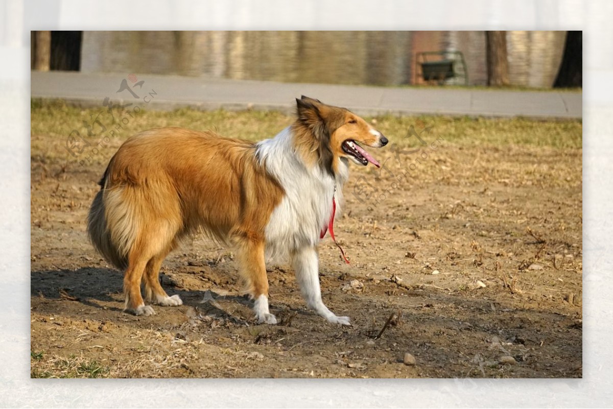 宠物狗牧羊犬