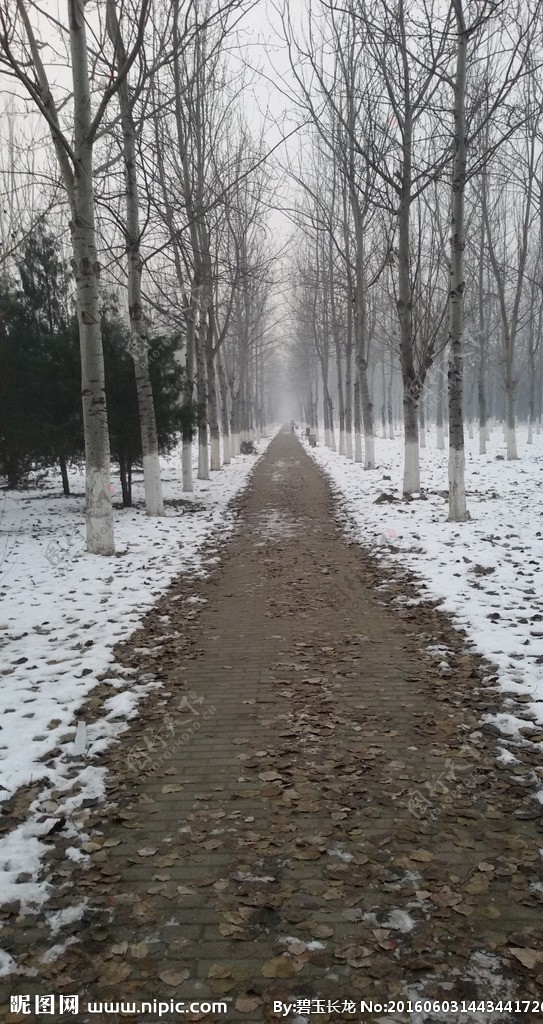 雪中公园小路
