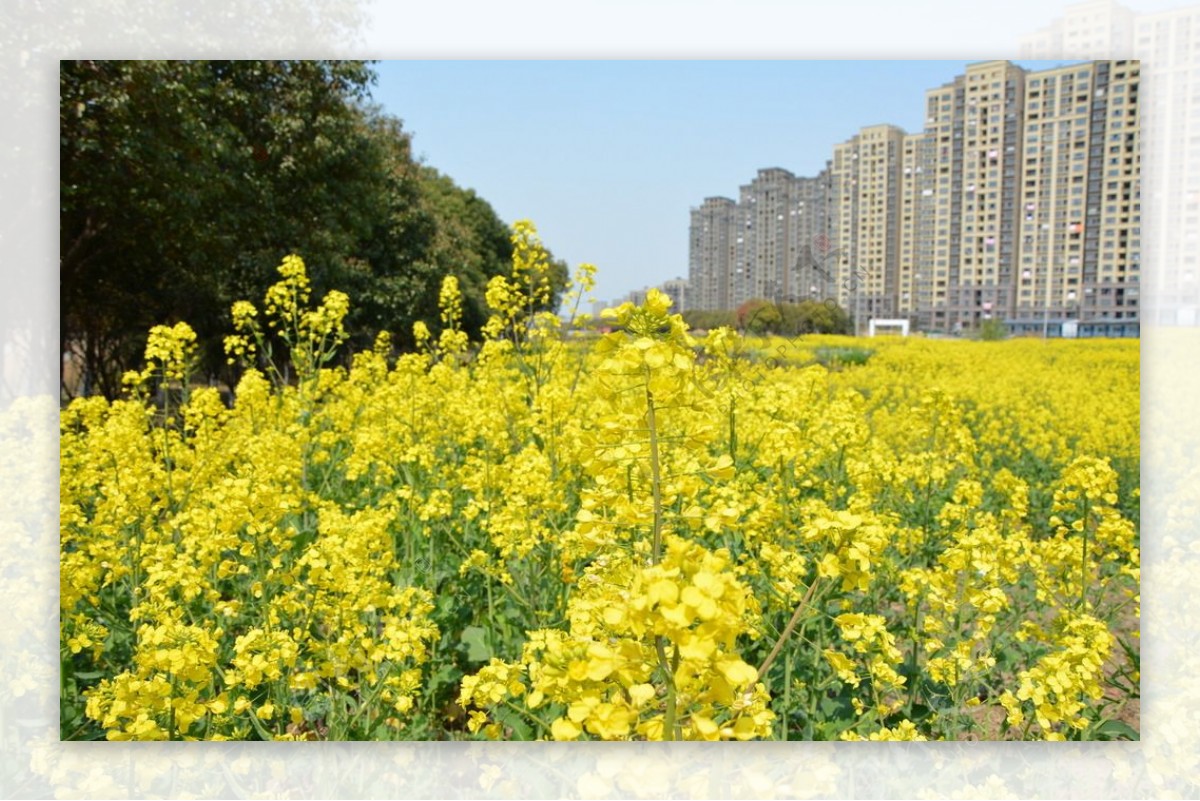 油菜花