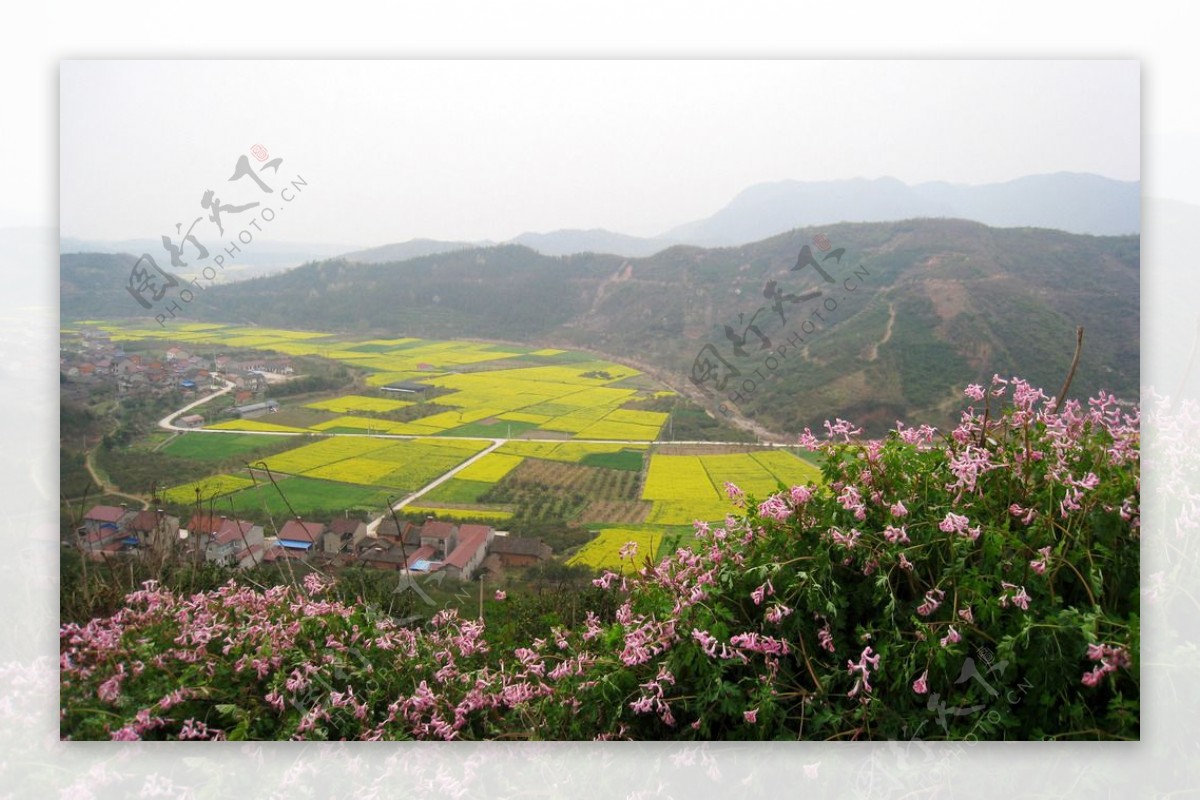 马渡河村油菜花