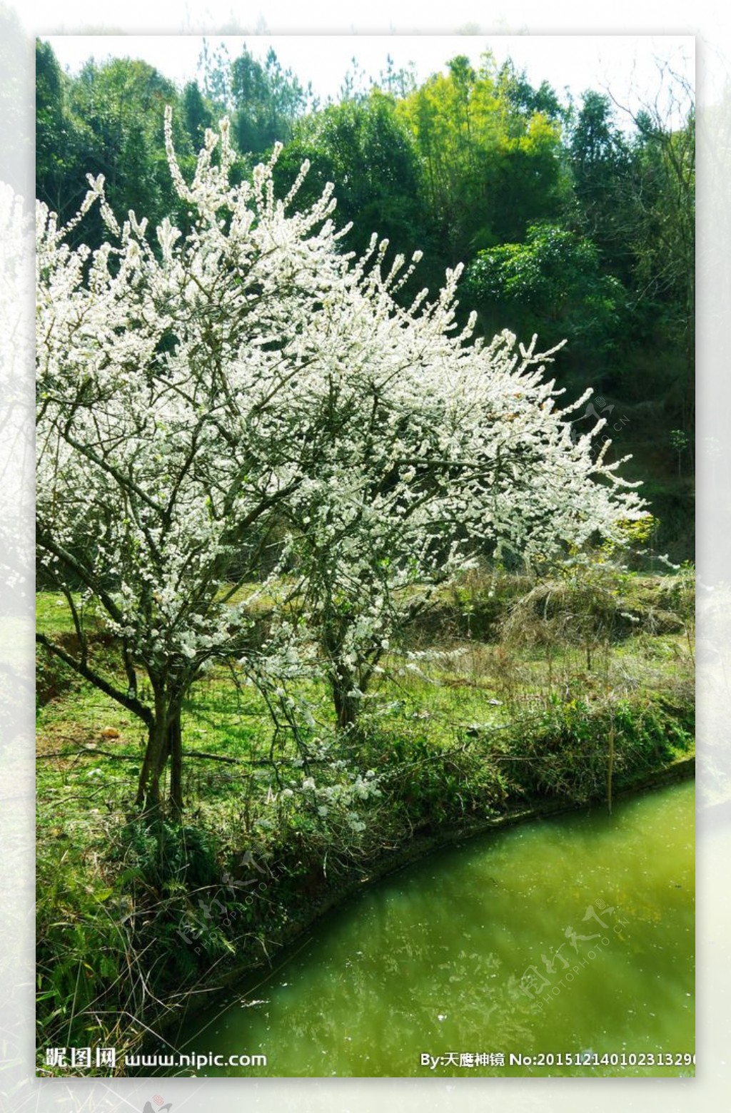 田园果花果花光影