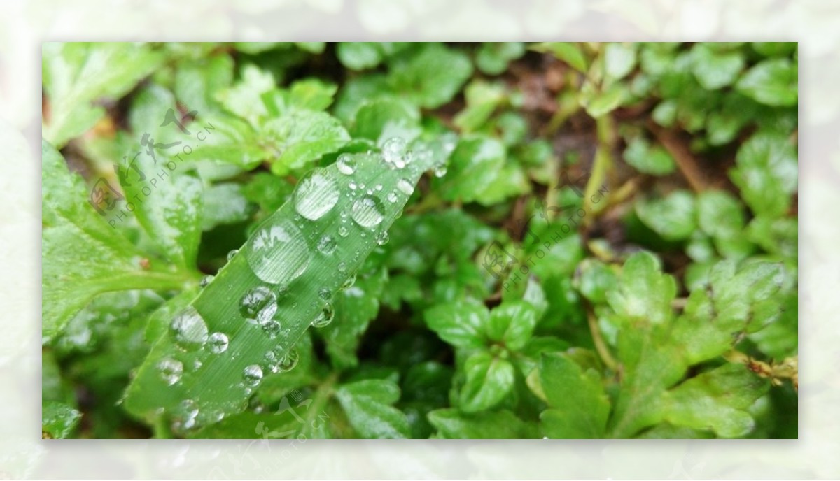 雨中叶子上的水珠