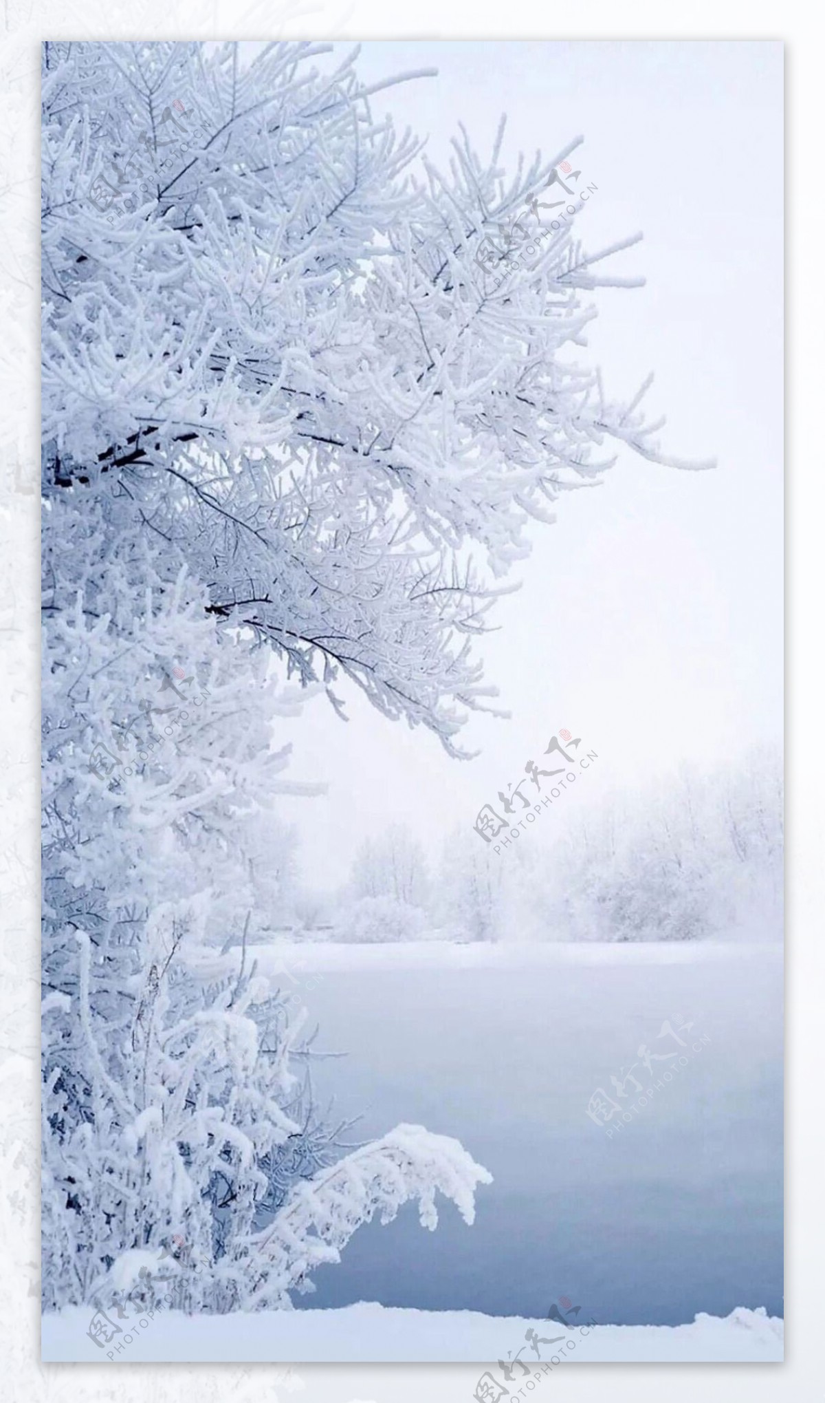 冬季雪花树枝H5背景素材