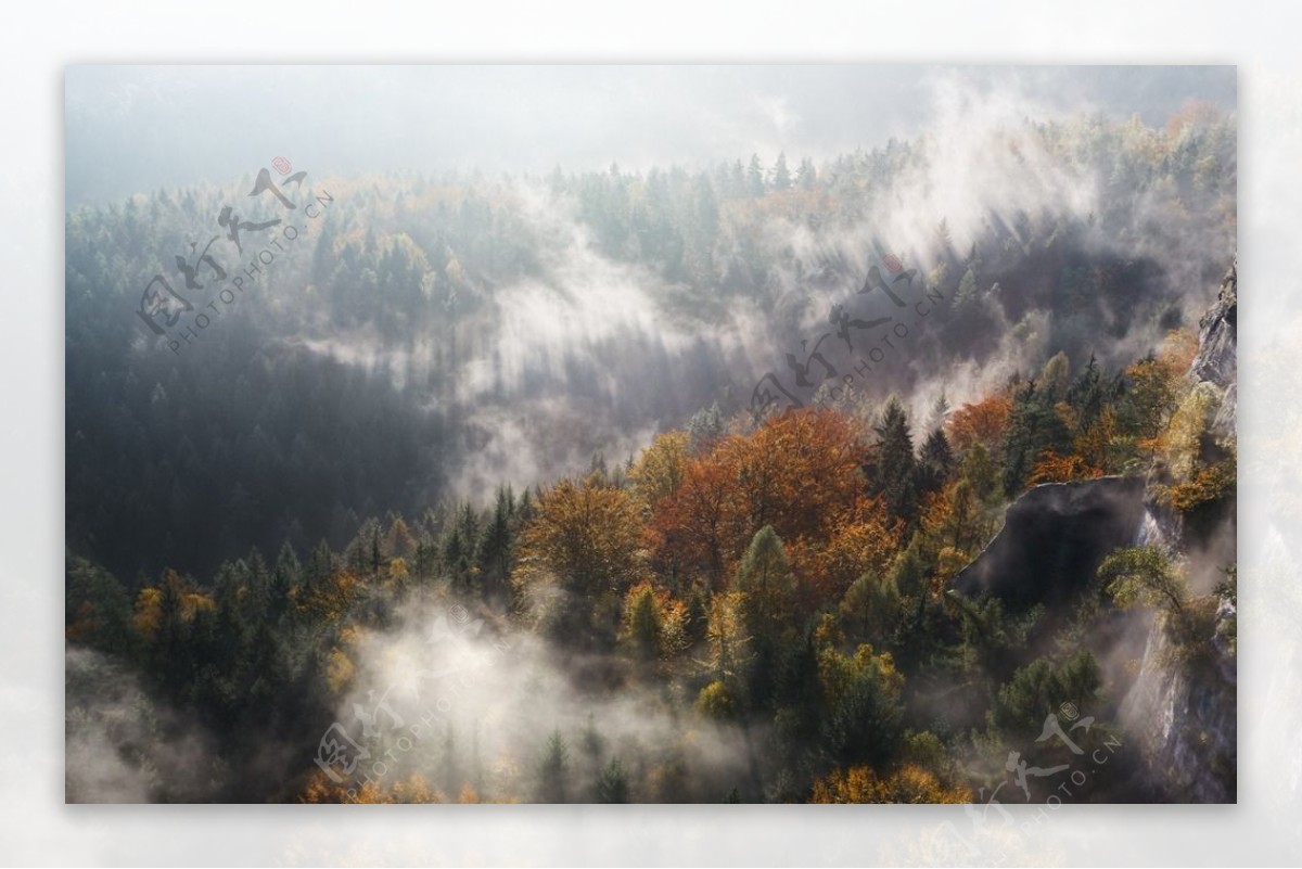云雾环绕的森林
