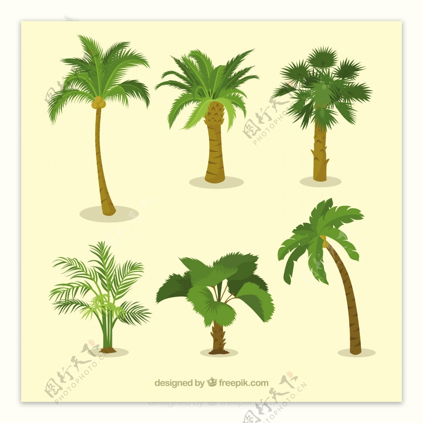 各种棕榈树