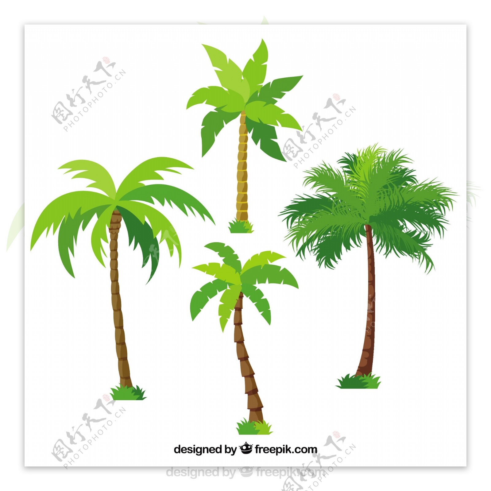 一群不同的棕榈树