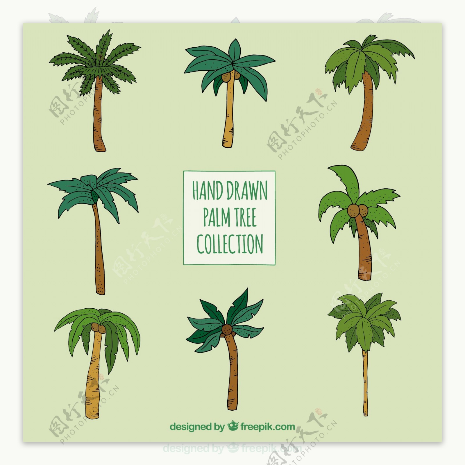 各种类型的手绘棕榈树