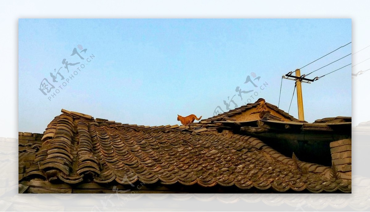 屋顶上的猫