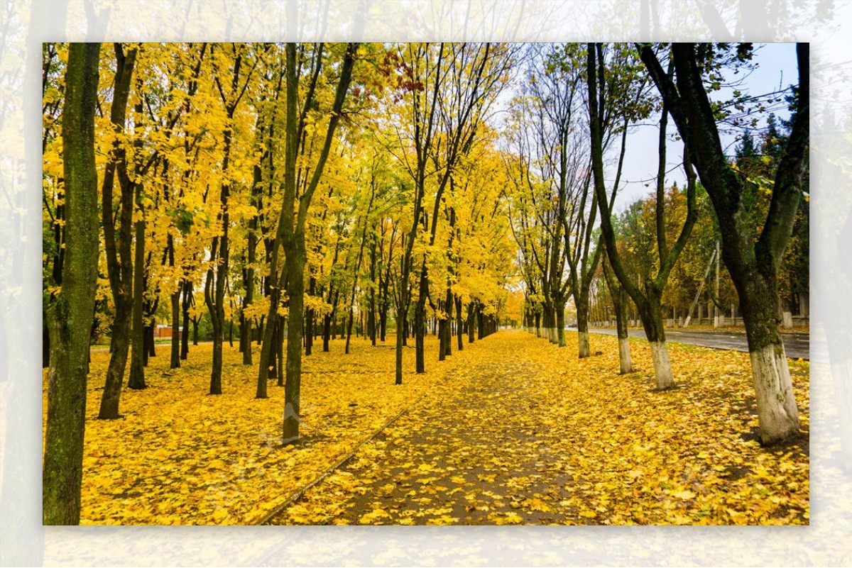 秋季地上落叶摄影