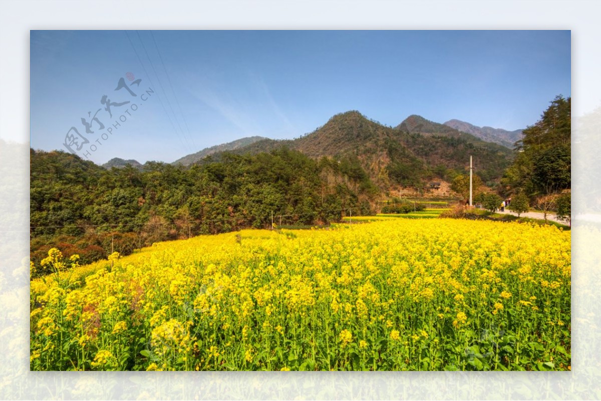 胥岭村油菜花