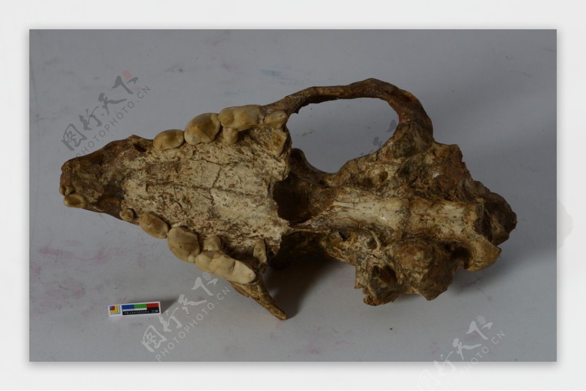 古代动物头骨化石