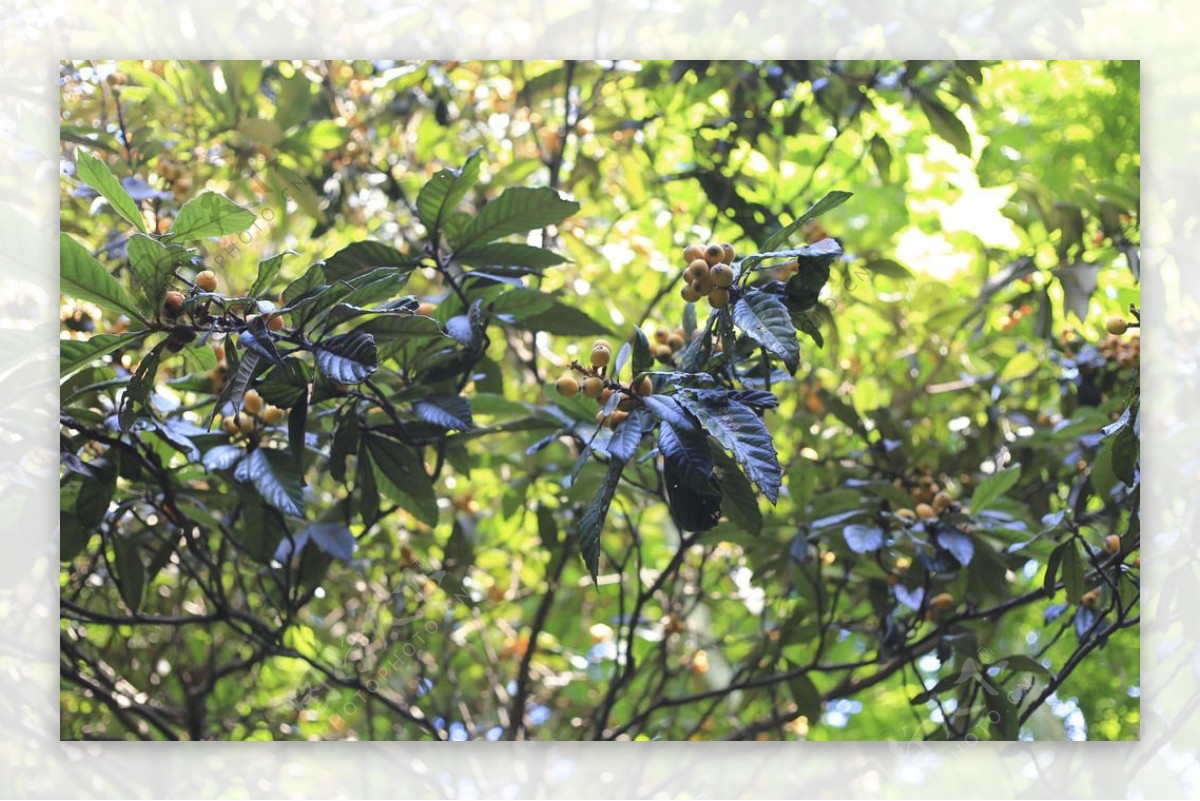 阳光斑驳的枇杷树