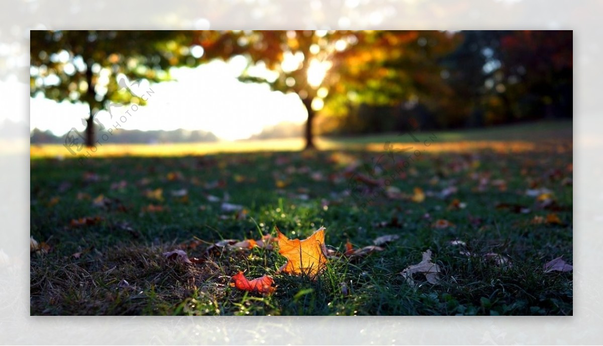 落在草坪上的树叶