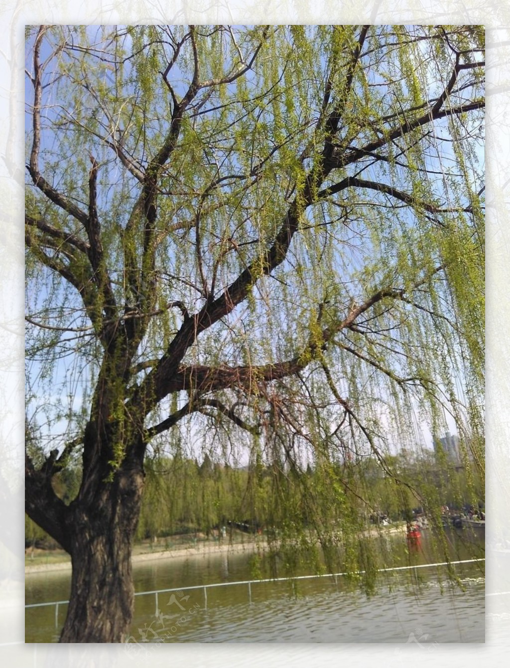 河边柳树