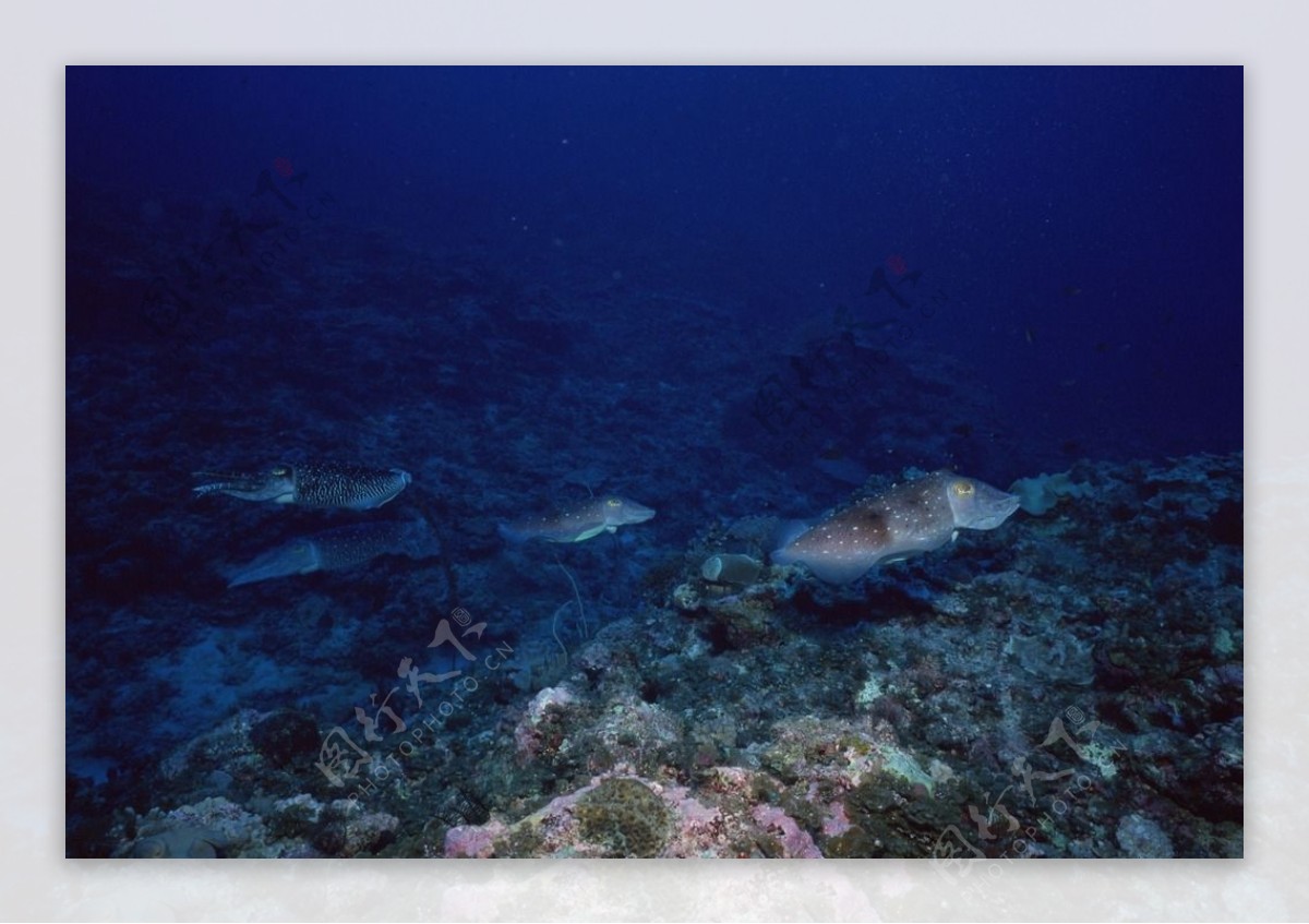 海洋生物蓝色海洋海底鱼类