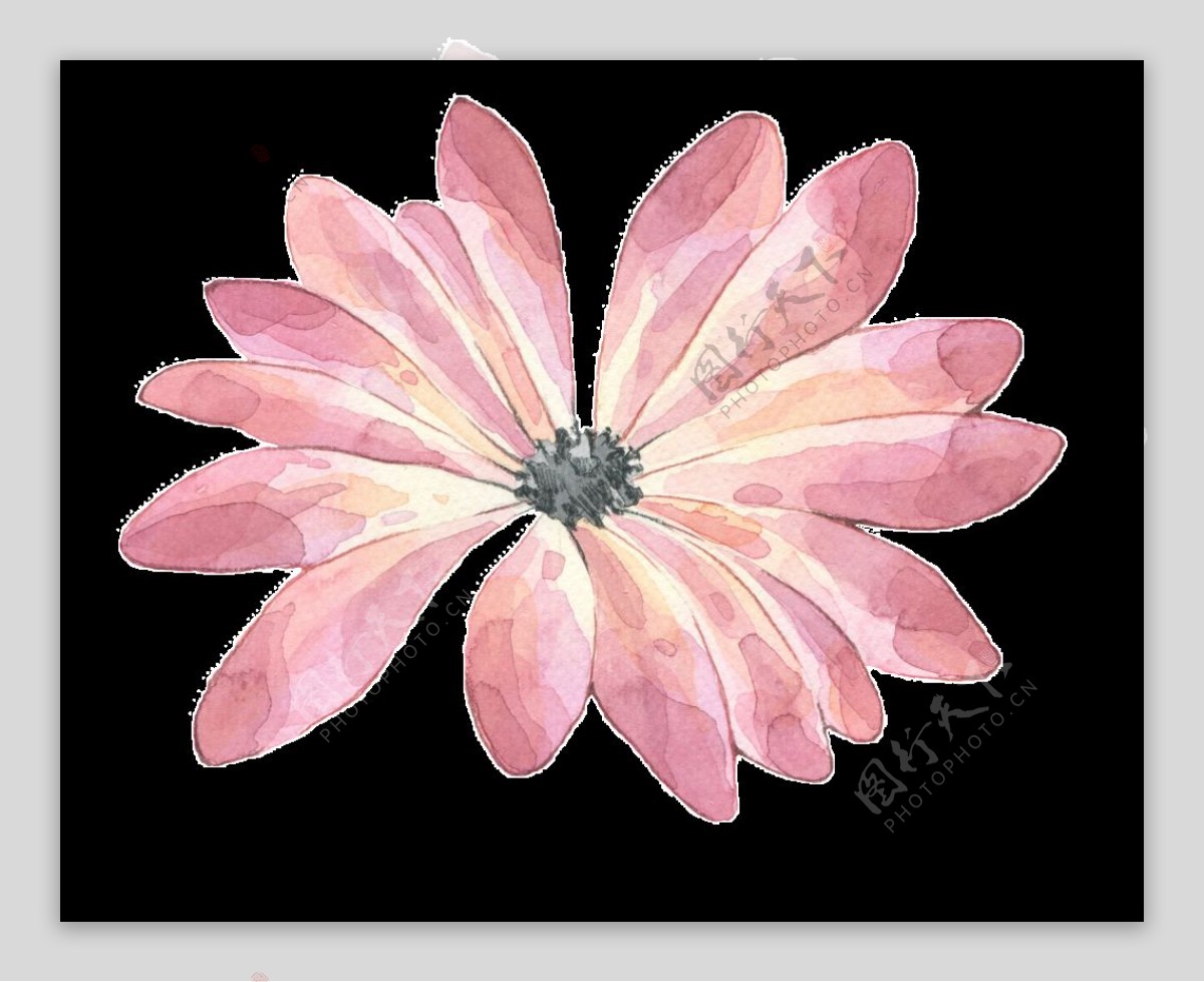 粉色雏菊透明装饰图案