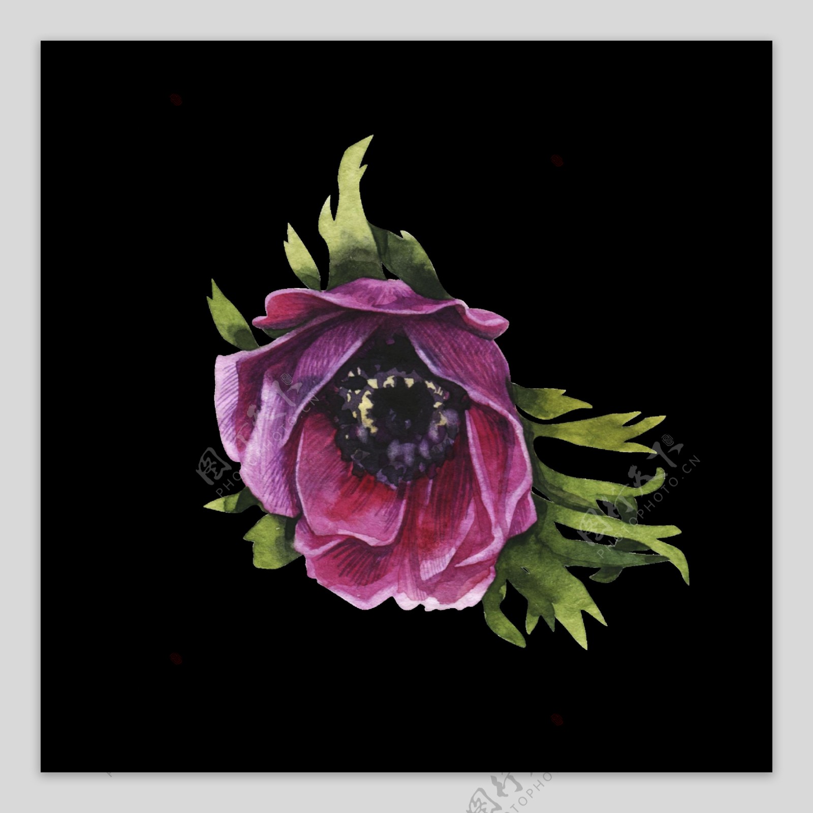 紫色花卉透明装饰图案