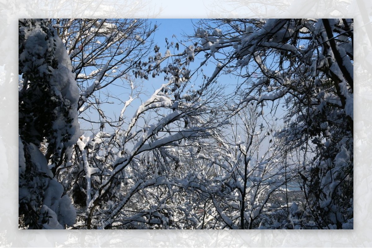 森林之雪