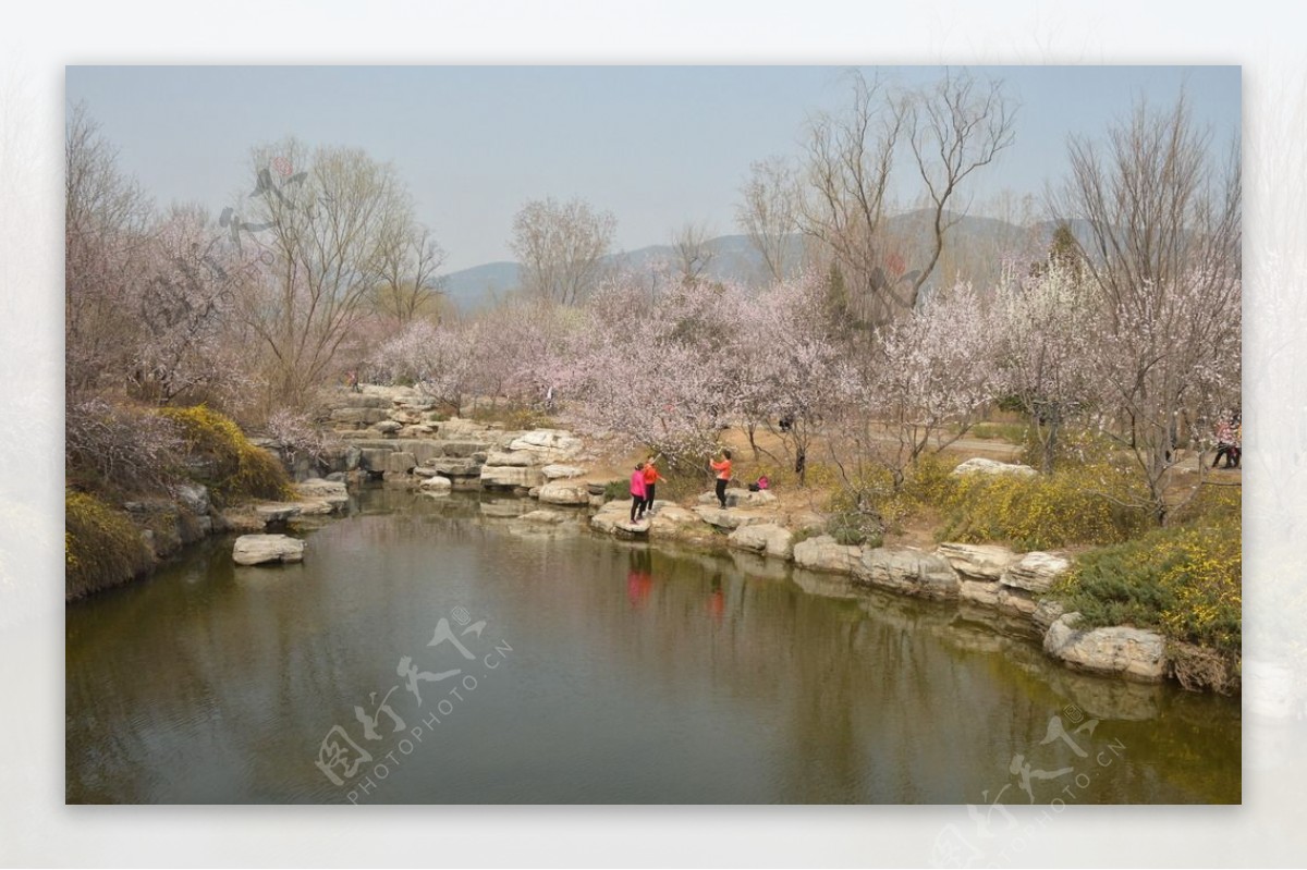 桃花美景