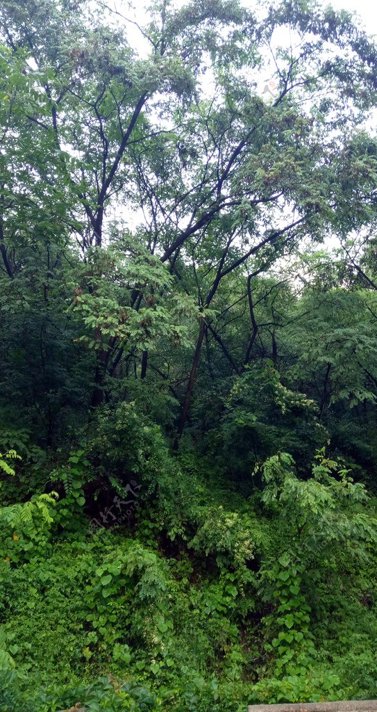 雨后树木丛