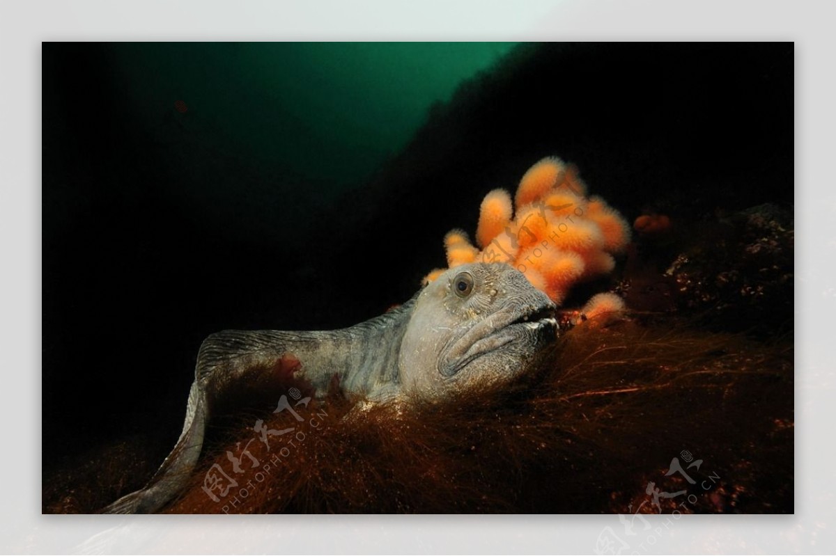 海底小鱼高清摄影