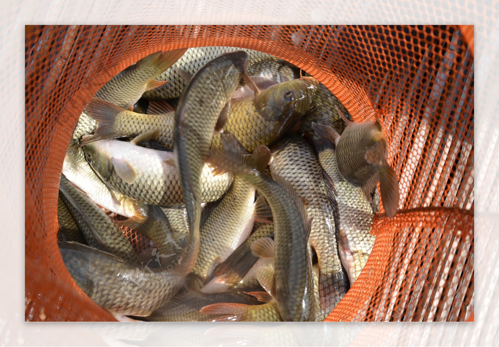 鱼生物世界渔网