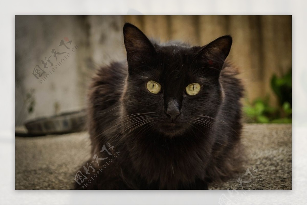 小黑猫咪图片素材-编号29355998-图行天下