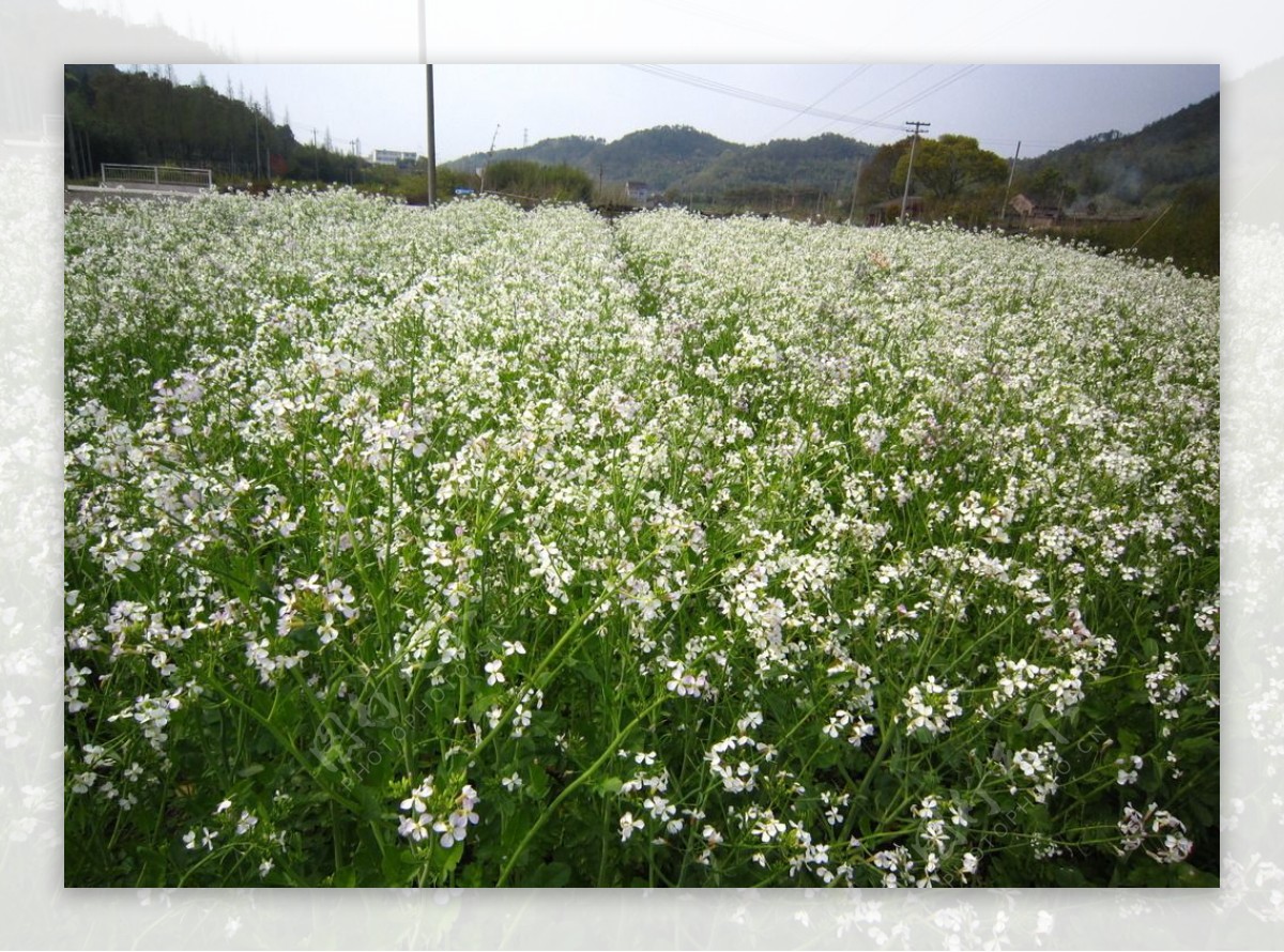 白油菜花