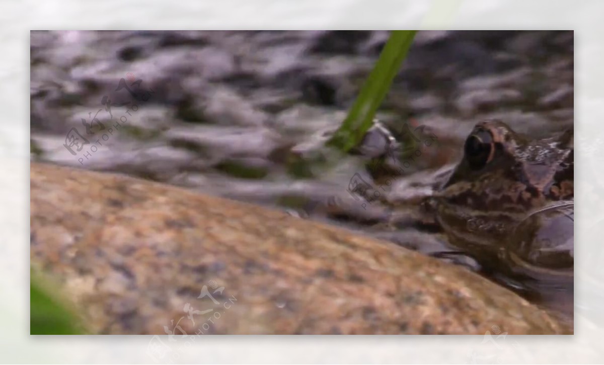 实拍小溪里的青蛙视频素材
