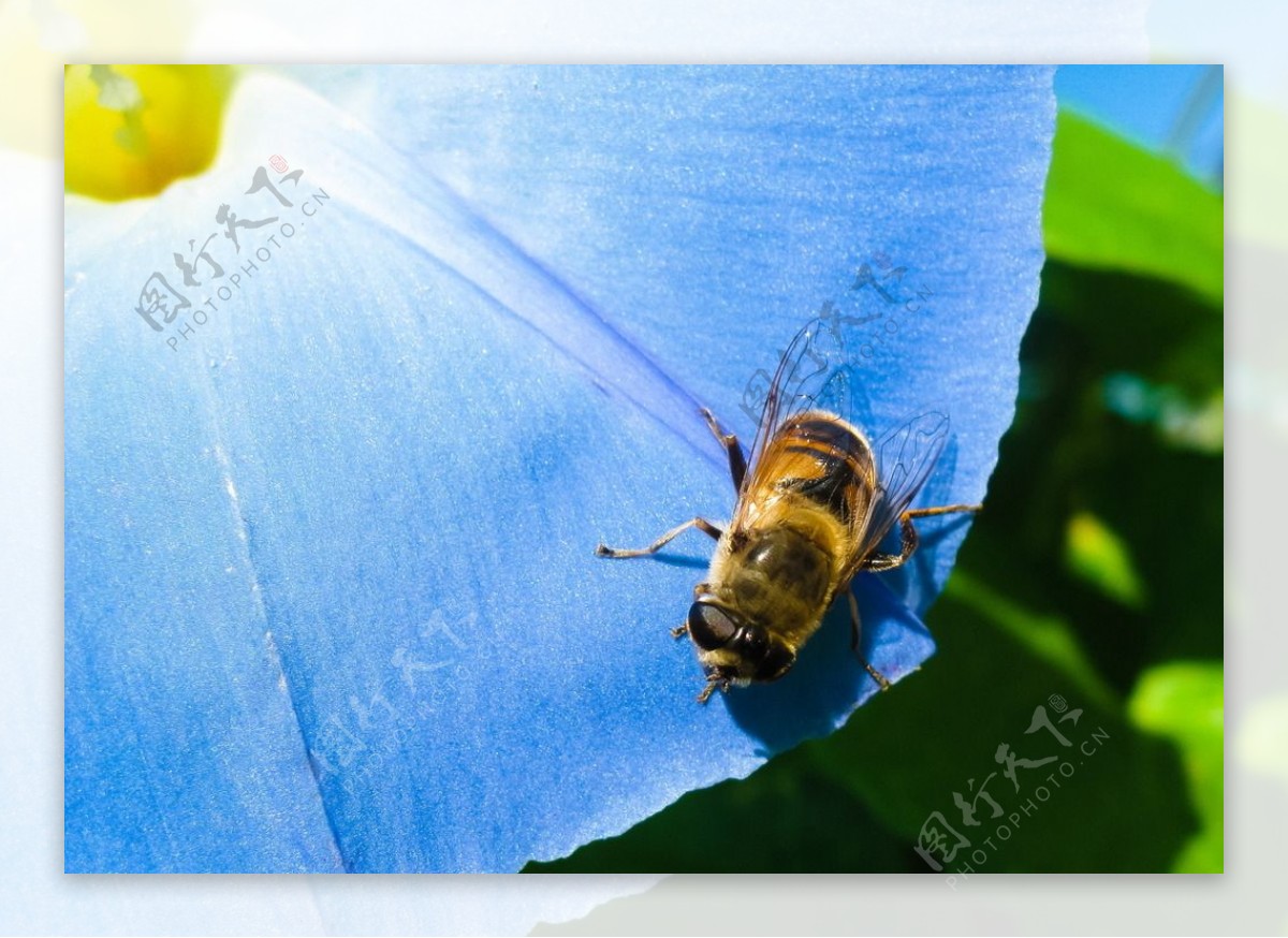 蓝色花朵蜜蜂