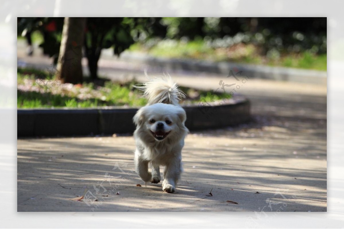 一个人牵着狗在城市室外奔跑插画图片素材_ID:388034189-Veer图库