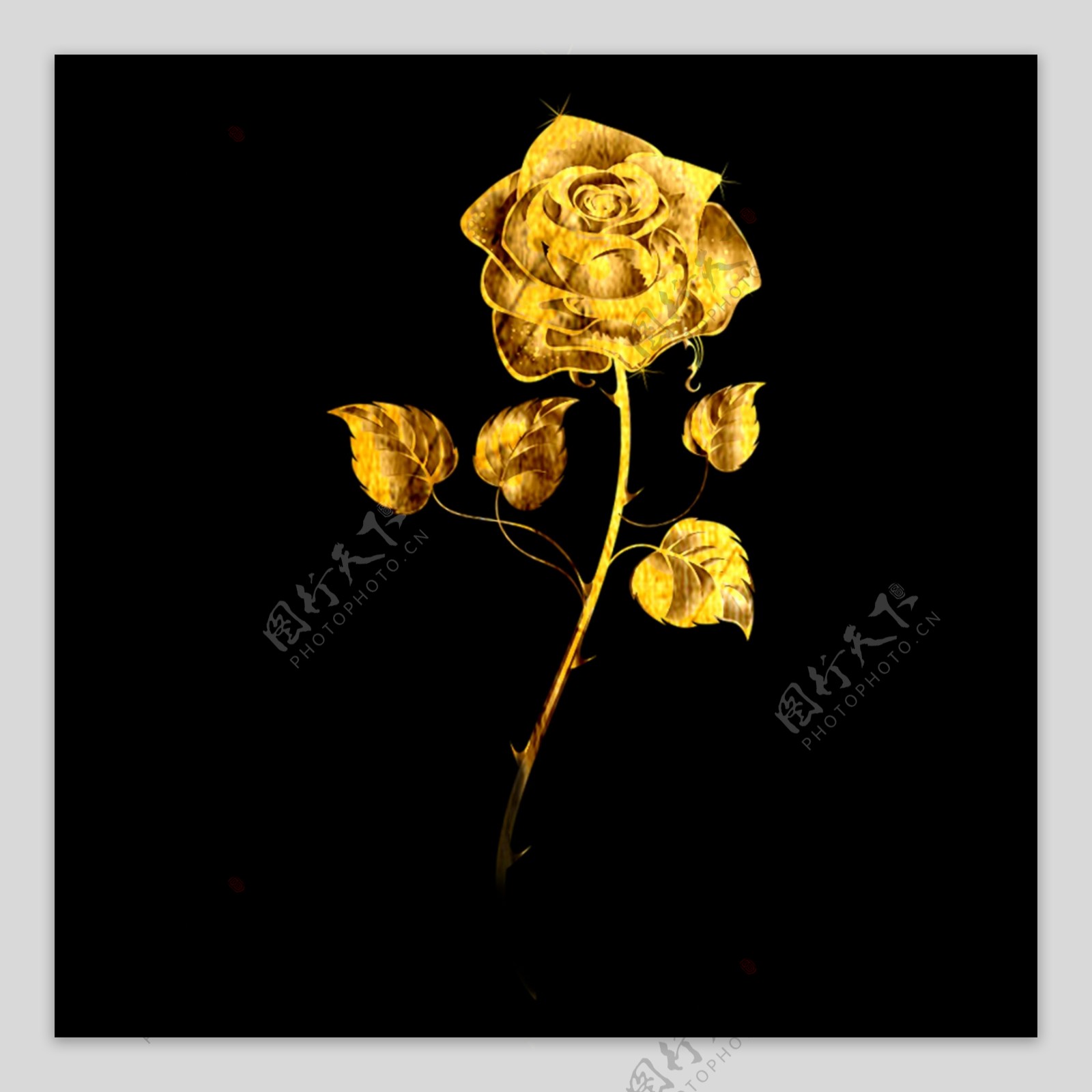 金色玫瑰黄金玫瑰特效