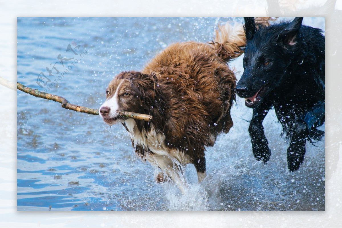 奔跑的狗狗素材-奔跑的狗狗图片-奔跑的狗狗素材图片下载-觅知网