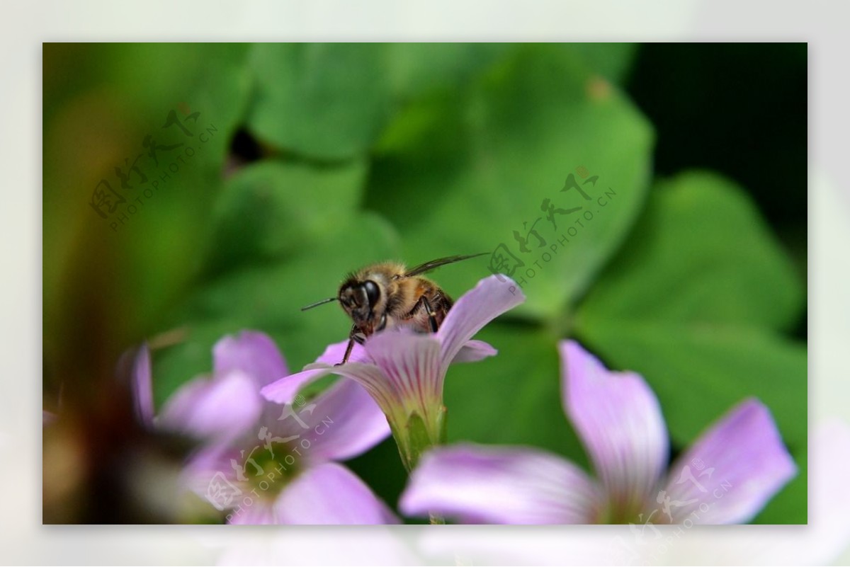 蜜蜂与酸浆草