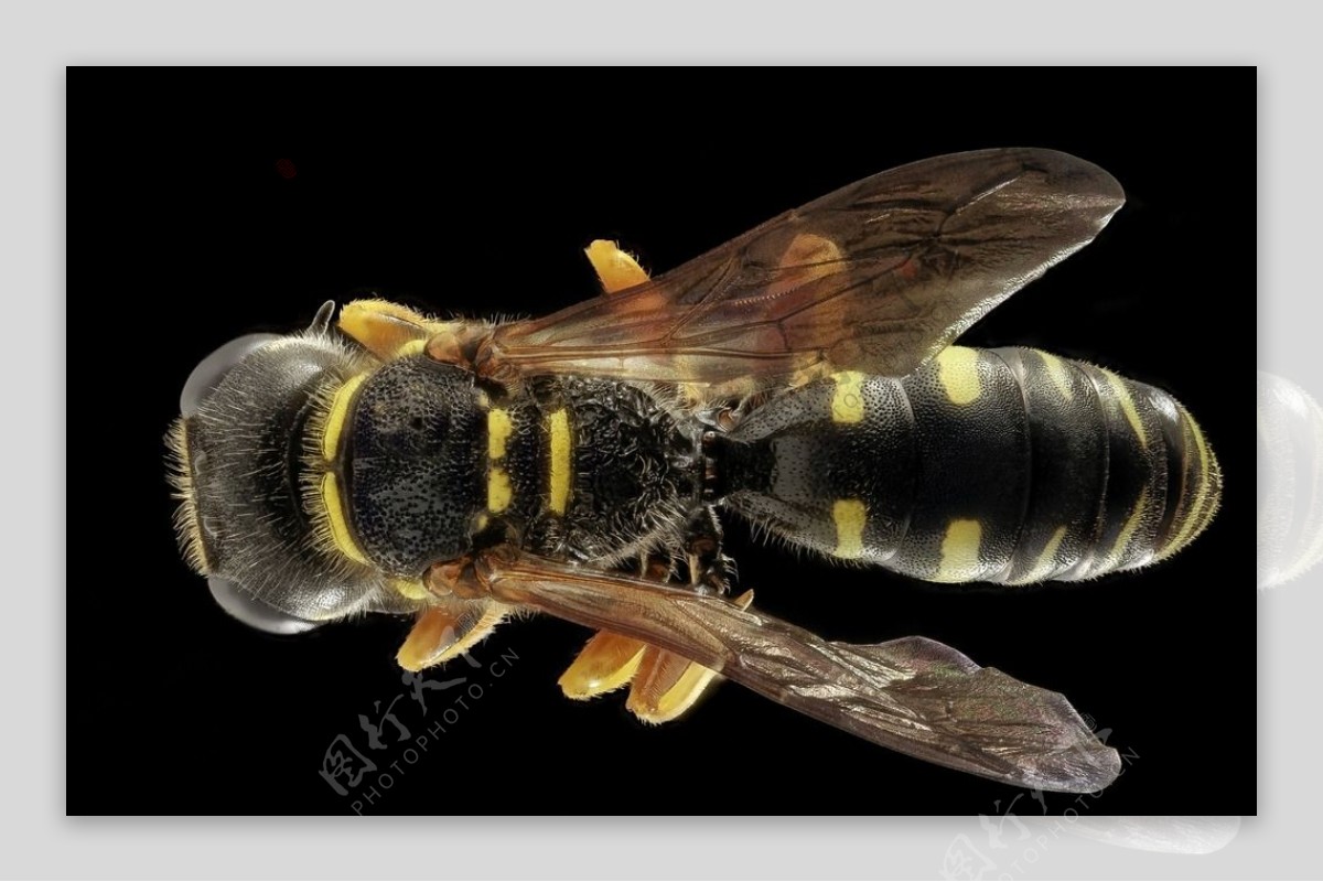 微观蜜蜂