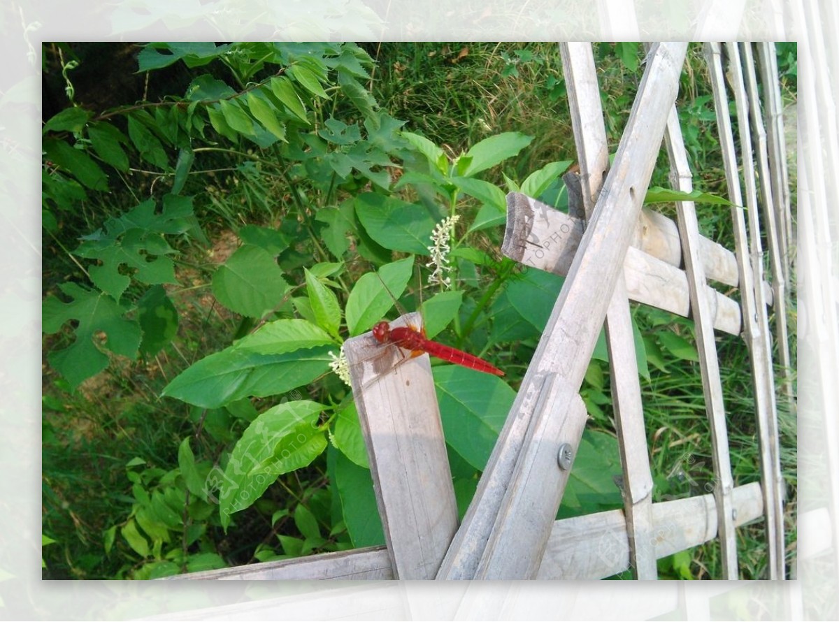 篱笆上的红蜻蜓
