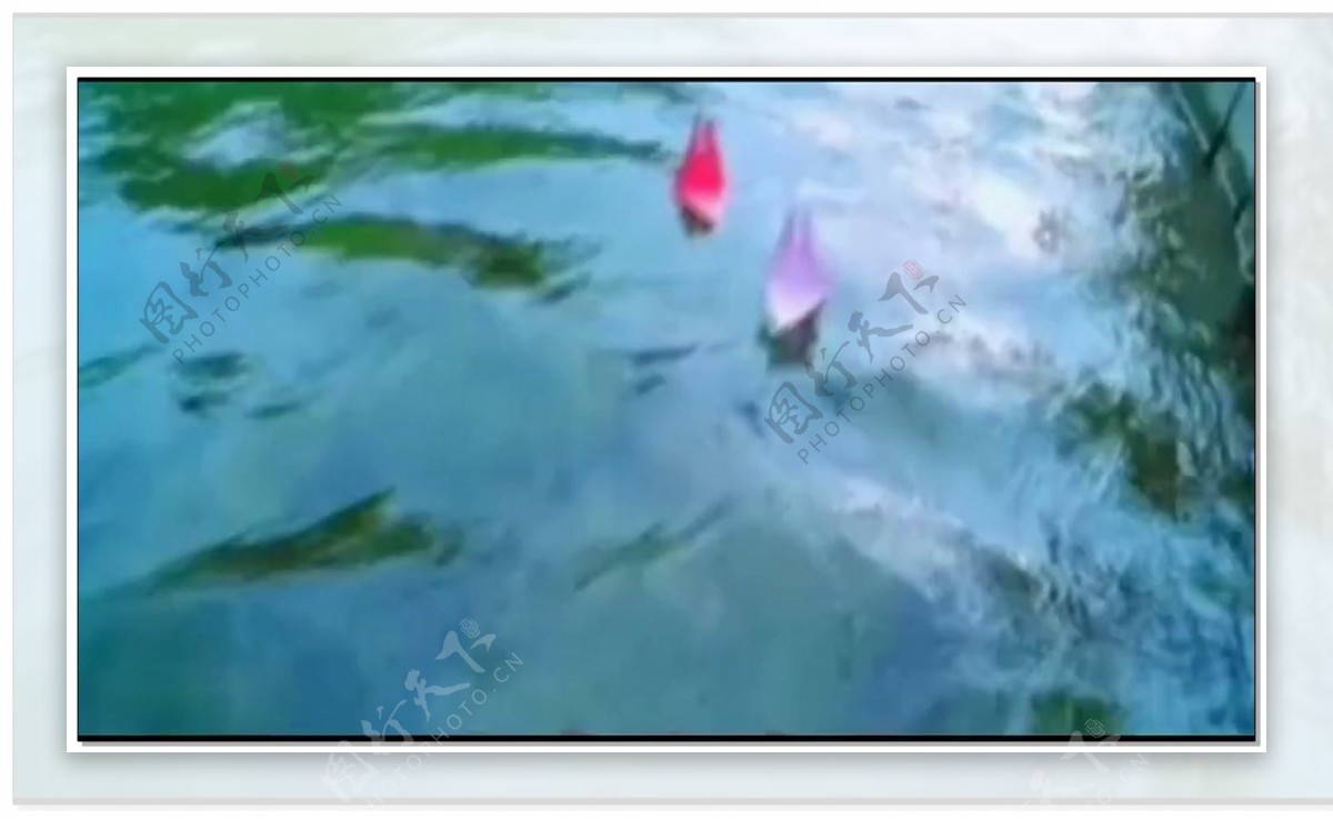 红色鲤鱼视频素材
