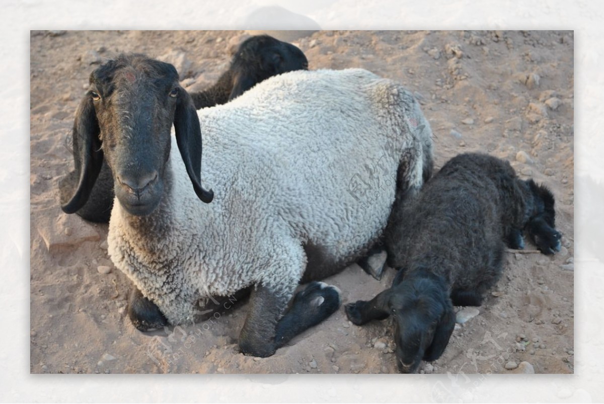 新疆喀什小羊一家